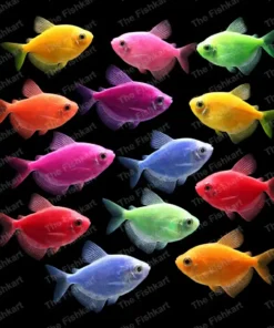 Colorful Widow Fish (GloFish Tetra) in aquarium