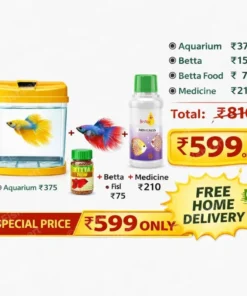 2.5 litre aquarium combo with betta fish, betta food and medicine at discounted price ₹599 with free home delivery