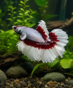 Red White Butterfly Betta fish with metallic white body and flowing red-white fins in a natural aquarium background.