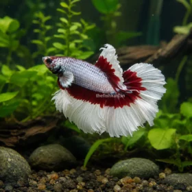 Red White Butterfly Betta