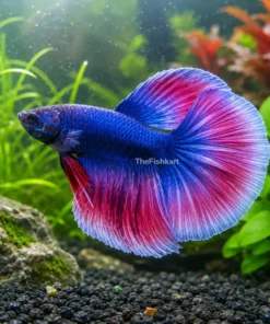 Royal Candy Betta fish with blue body and pink-white round fins.