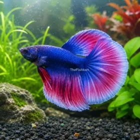 Blueberry Cotton Betta