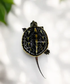Chinese Golden Thread Turtle with golden-yellow stripes on its head and neck, resting near water.