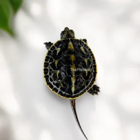 Chinese Golden Thread Turtle