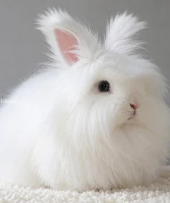 white angora rabbit