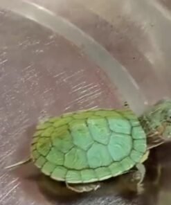 Turtle
