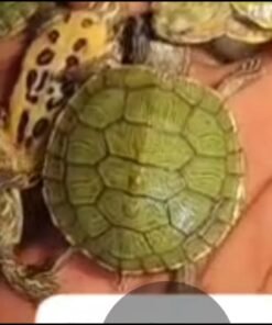 Turtle
