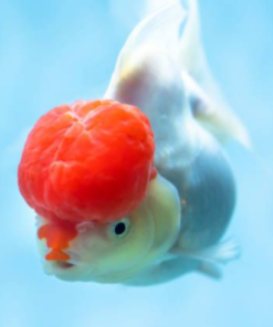 Red Cap goldfish